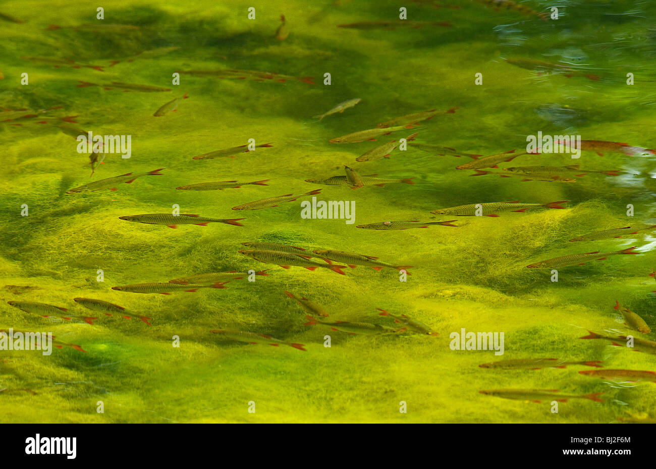 Roach über grüne Algen Matte im See schwimmen Stockfoto