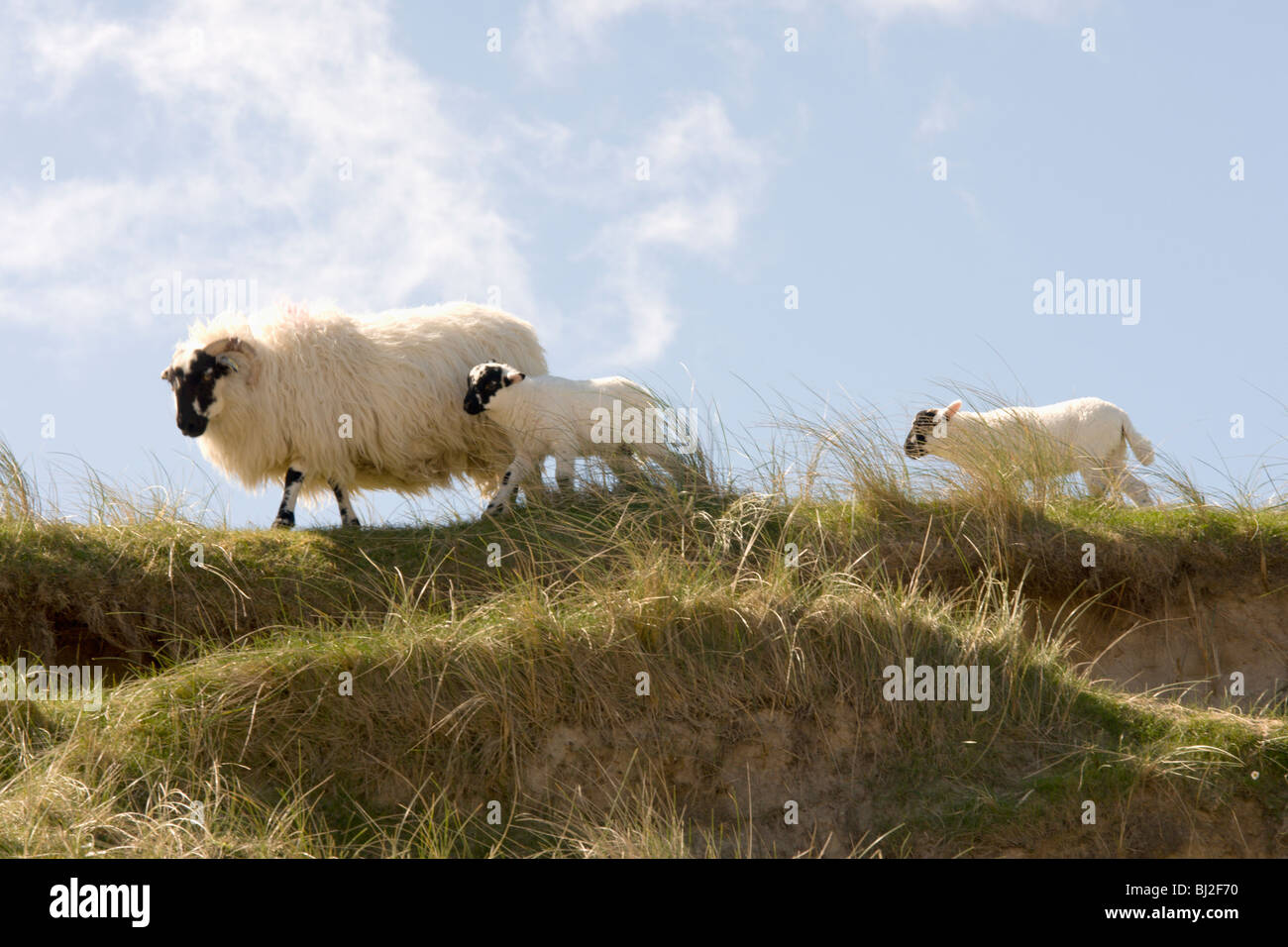 EWE und Lämmer Stockfoto