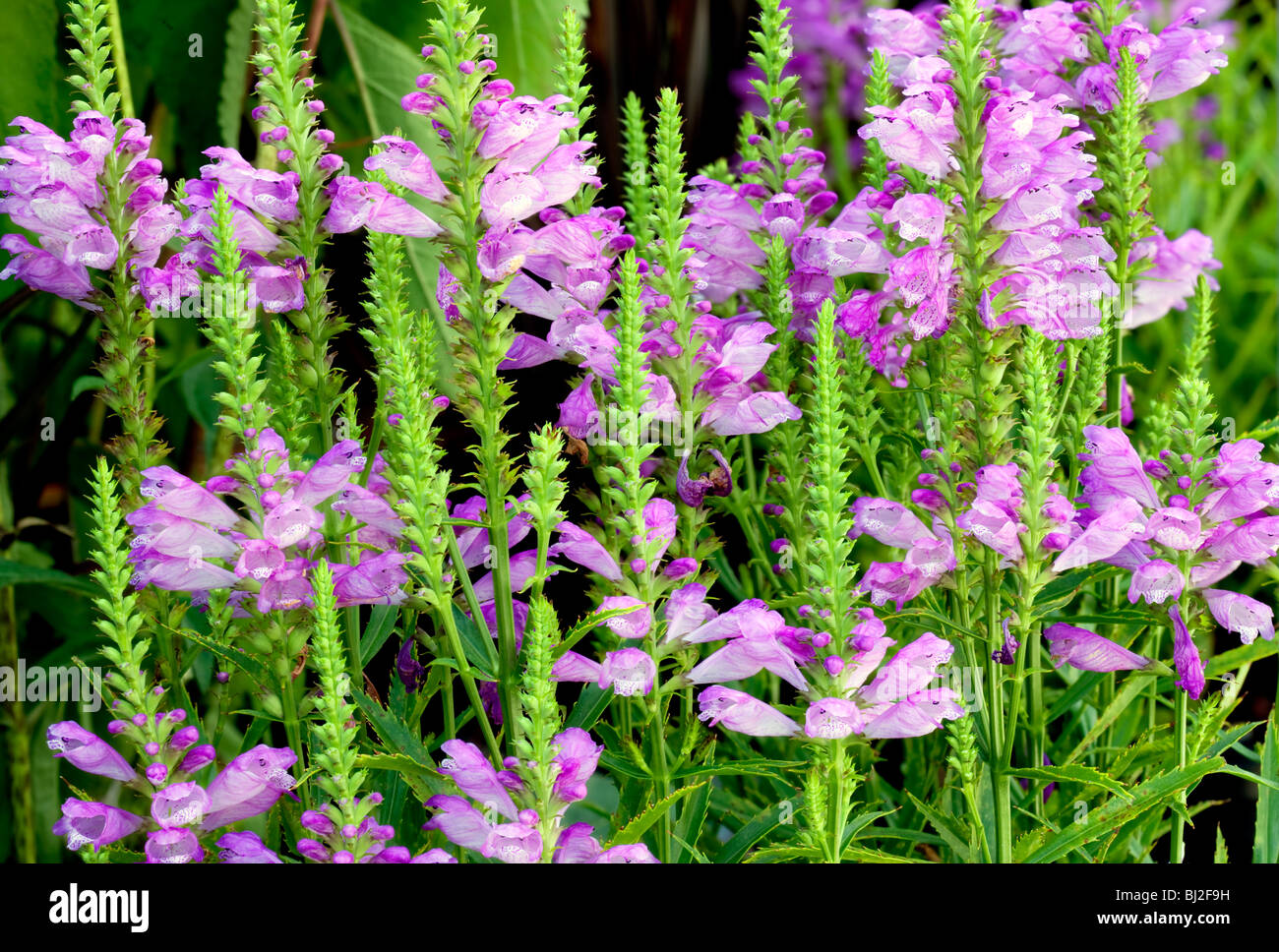 "Lebendige" Gehorsam Pflanze (Physostegia 'Vivid'} Blüten. Al Gartencenter. Oregon Stockfoto