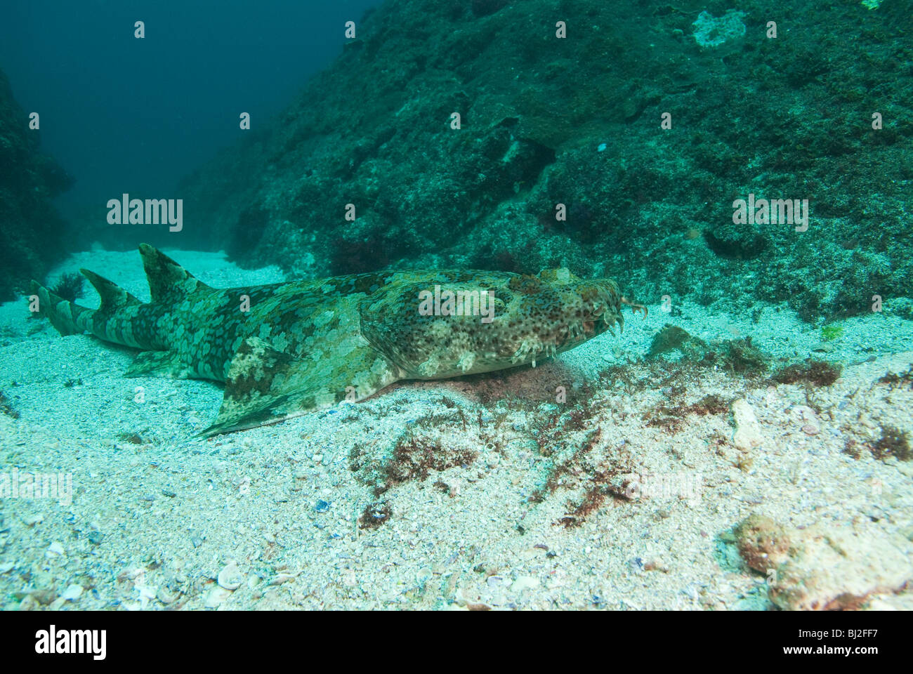 Wobbegong Shark, North Stradbroke Island, Queensland, Australien Stockfoto