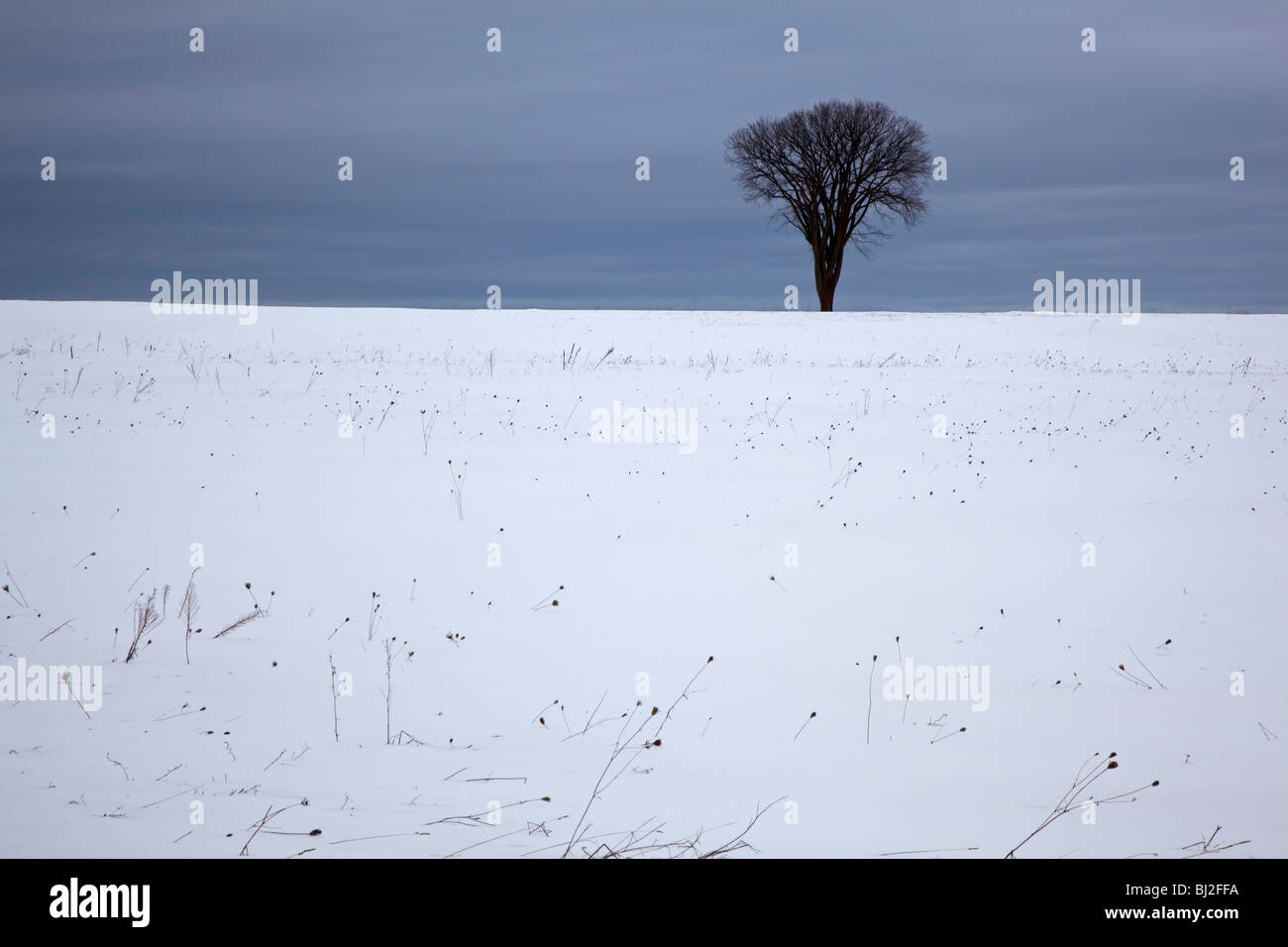 Petoskey, Michigan - Baum in einem schneebedeckten Feld. Stockfoto