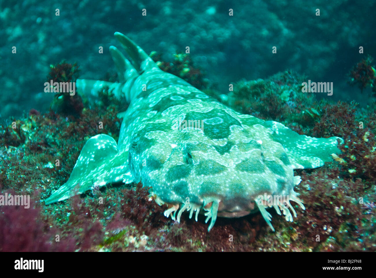Wobbegong Shark, North Stradbroke Island, Queensland, Australien Stockfoto