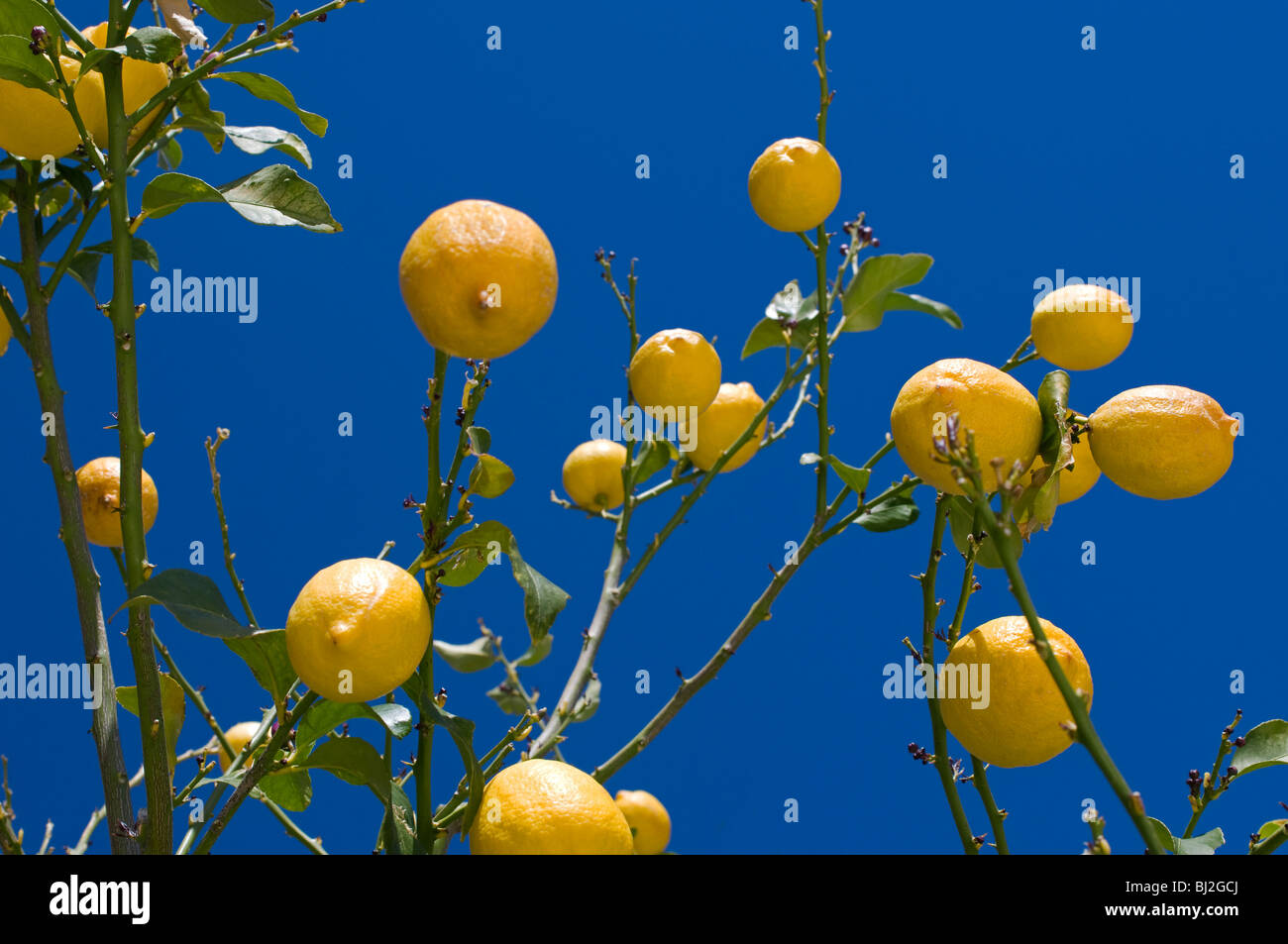 Gruppe von gelben Zitronen Baum mit grünen Blättern hängen Stockfoto