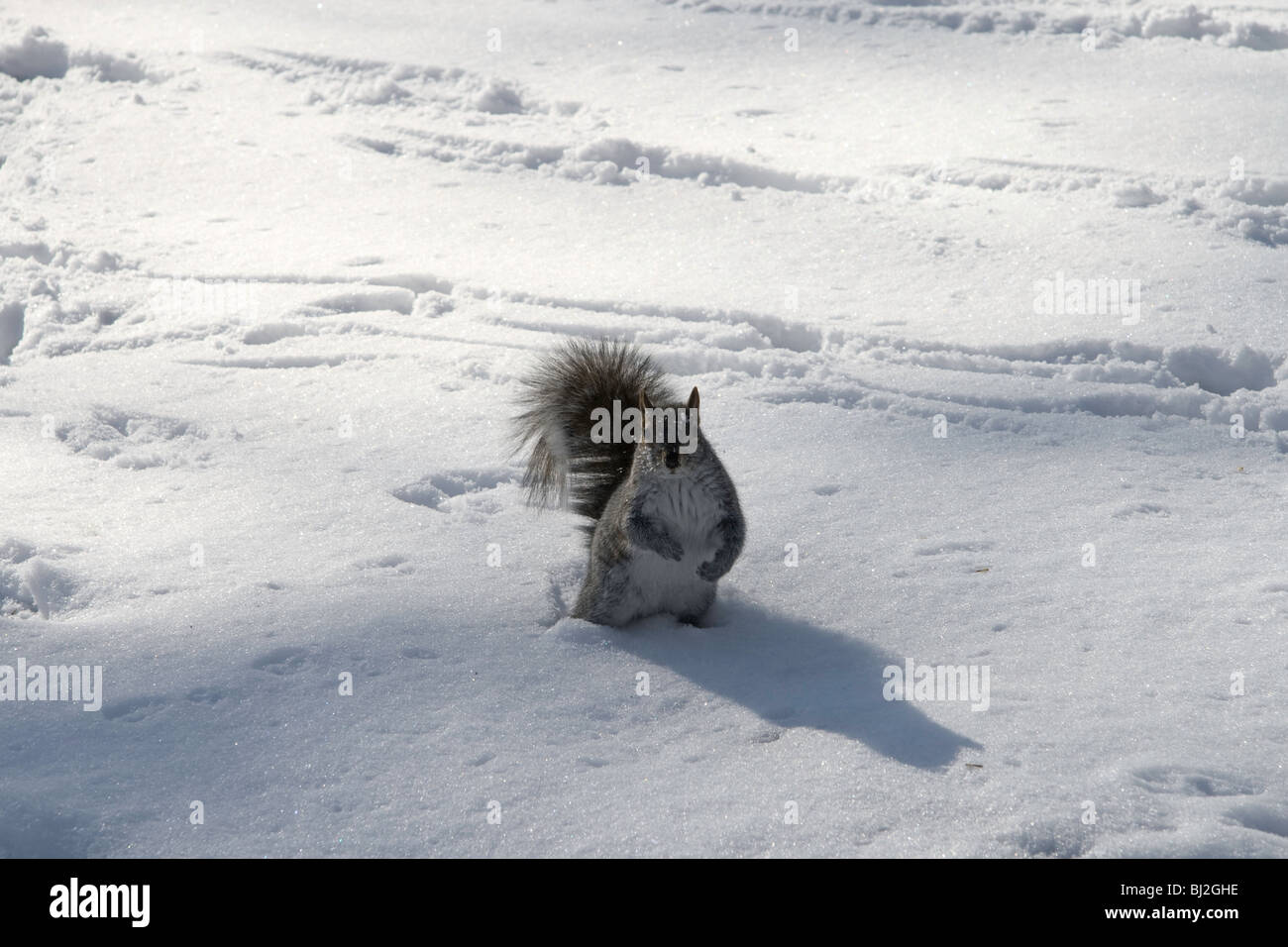 Eine neugierige graue Eichhörnchen spielen im Schnee im New Yorker Central Park Stockfoto