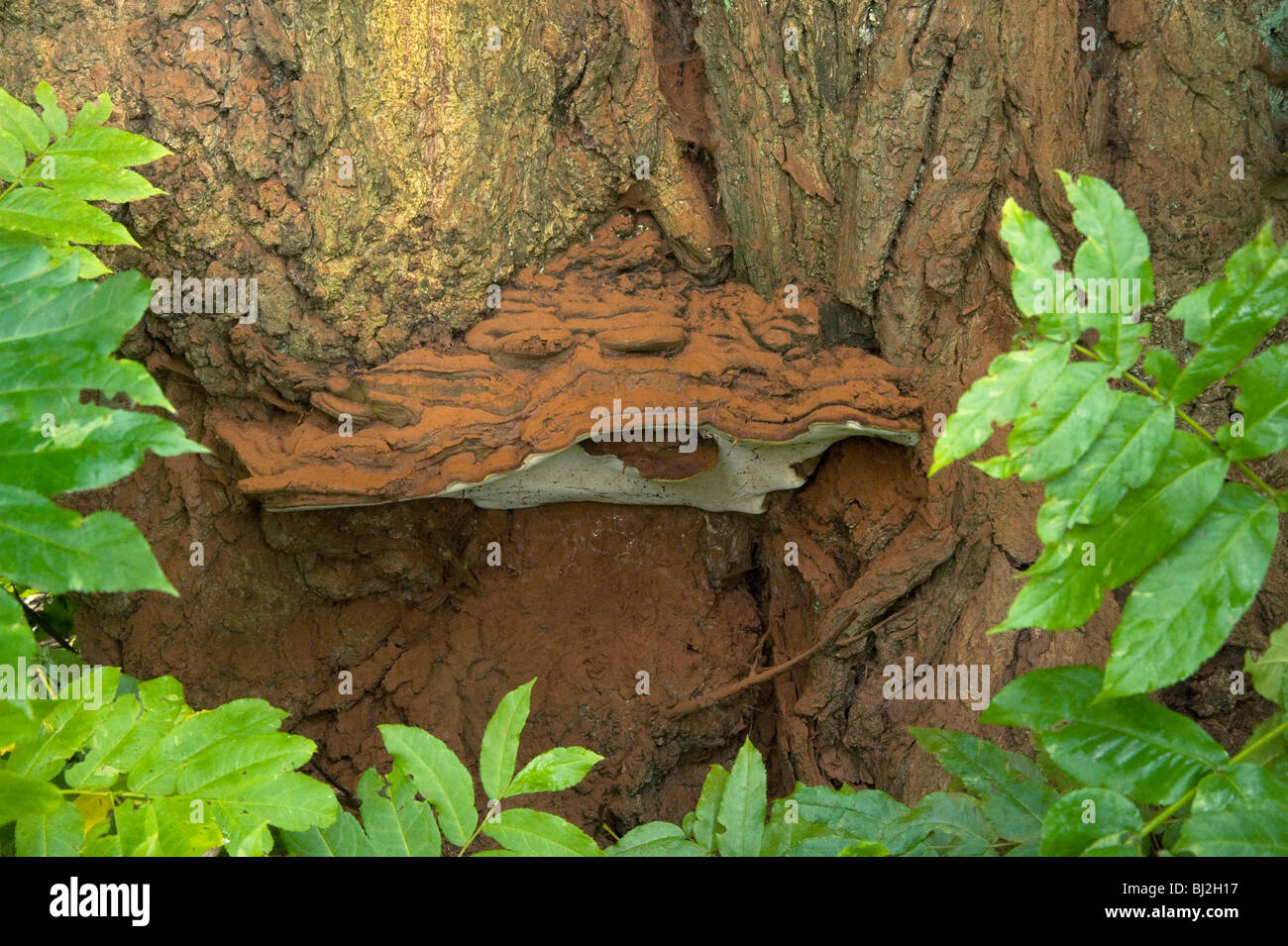 Mehrjährige Halterung Pilz Ganoderma Adspersum, mit Kakao farbige Sporen auf kaukasischen Wingnut, Pterocarya fraxinifolia Stockfoto