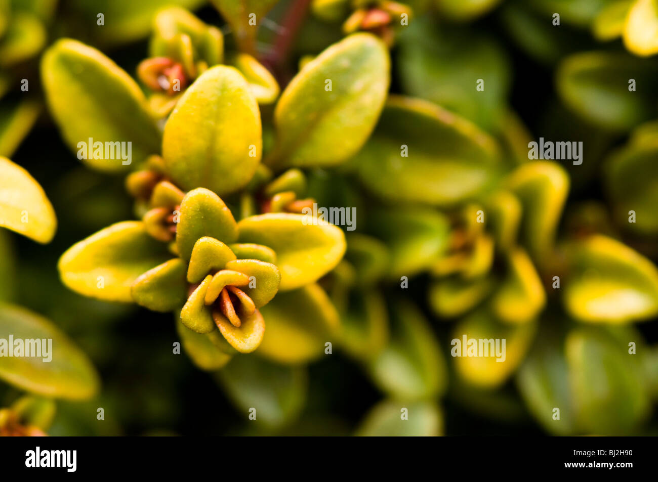 Nahaufnahme von Thymus Vulgaris Aureus, goldene Thymian Stockfoto