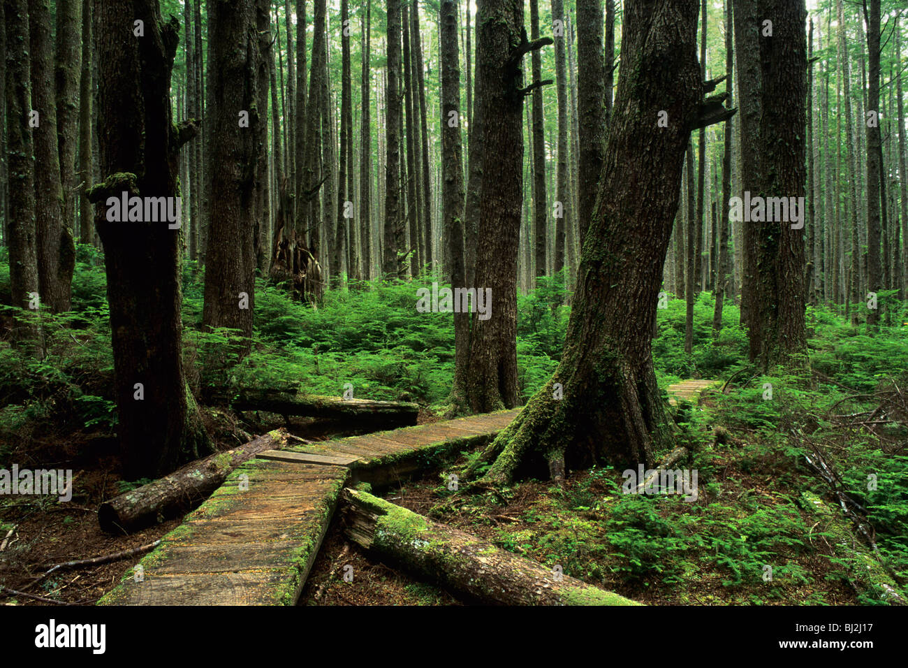 Sitka-Fichten-Wald Stockfoto