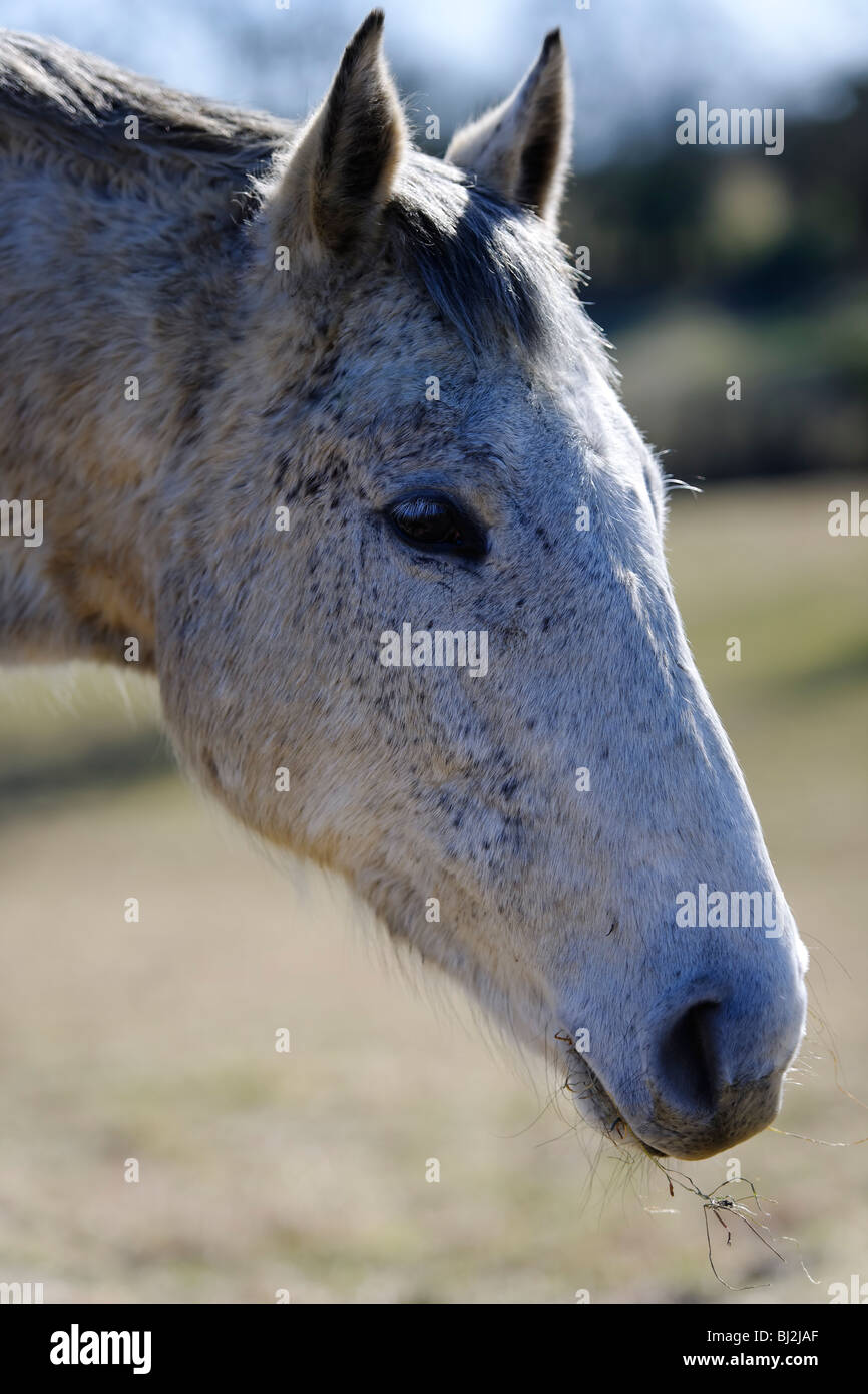 Pferdenkopf Stockfoto