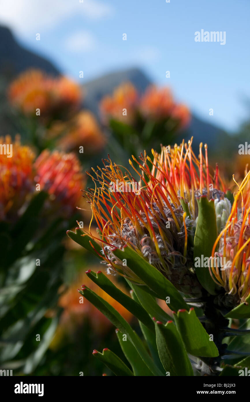 Nadelkissen, protea im Kirstenbosch National Botanical Garden, Kapstadt, Südafrika Stockfoto