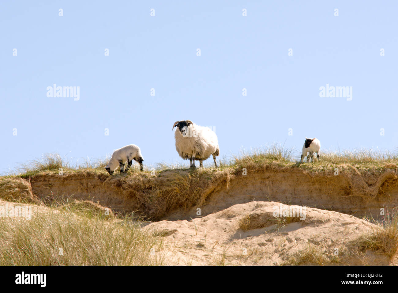 EWE und Lämmer Stockfoto