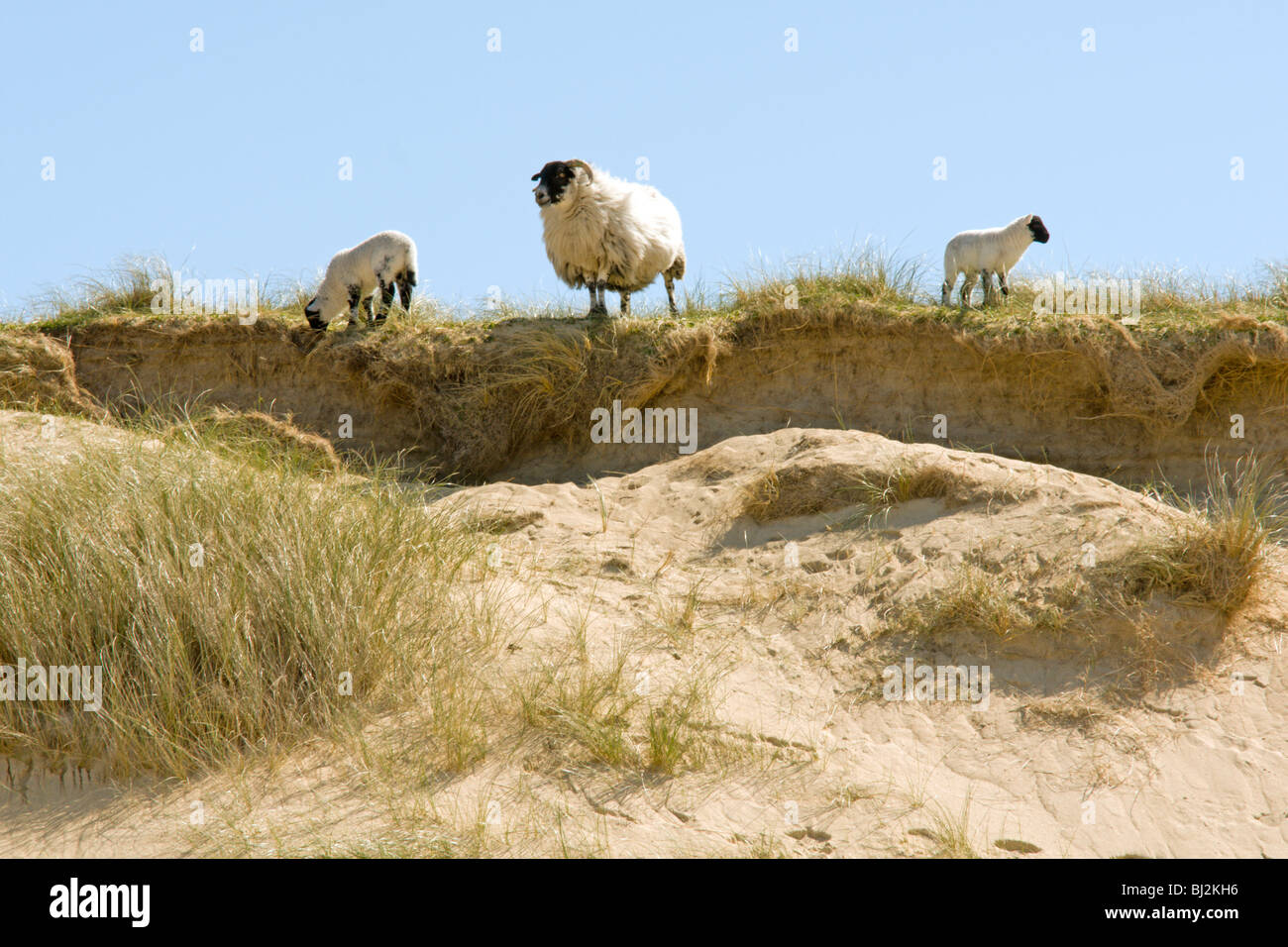 EWE und Lämmer Stockfoto