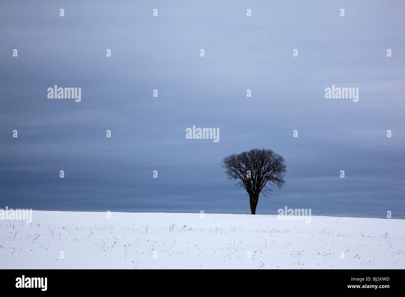 Petoskey, Michigan - Baum in einem schneebedeckten Feld. Stockfoto