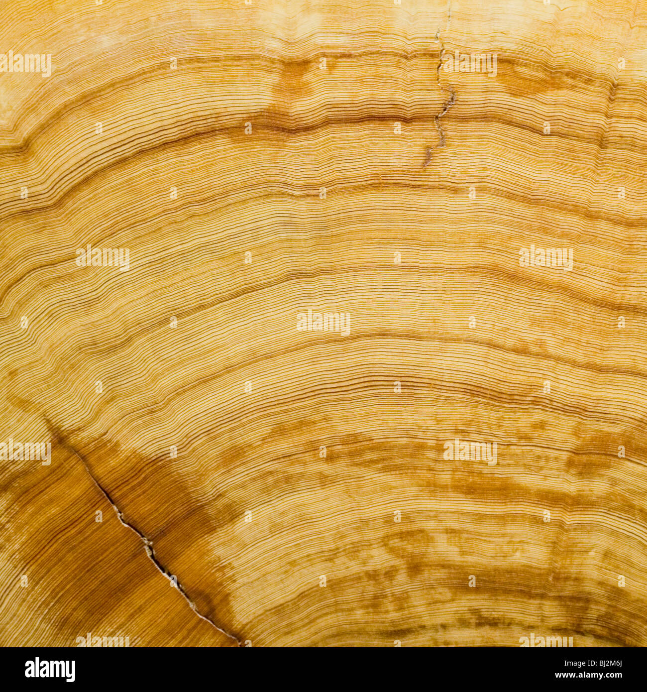 Log, Woodgrain Hintergrundtextur geschnitten Stockfoto