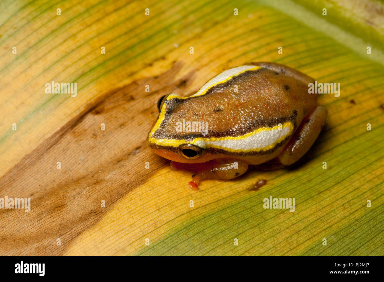 Gefleckte Reed Frog, Hyperolius Puncticulatus, Tansania Stockfoto