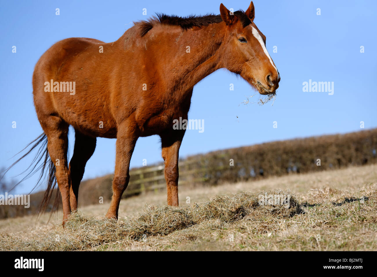 Pferd im Wintermantel auf Heu füttern Stockfoto