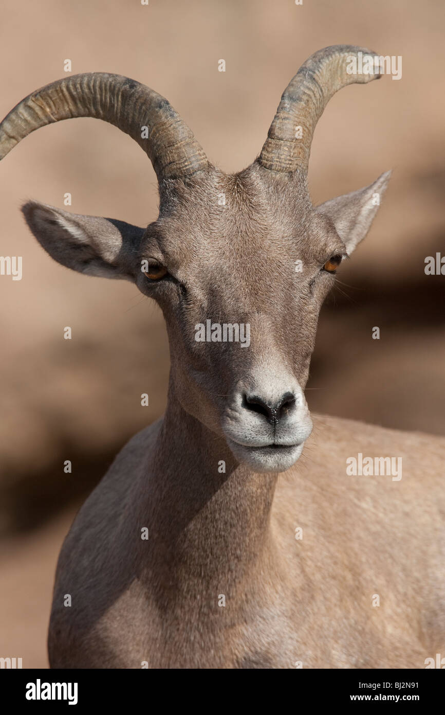 Dickhornschaf (Ovis Canadensis) Stockfoto