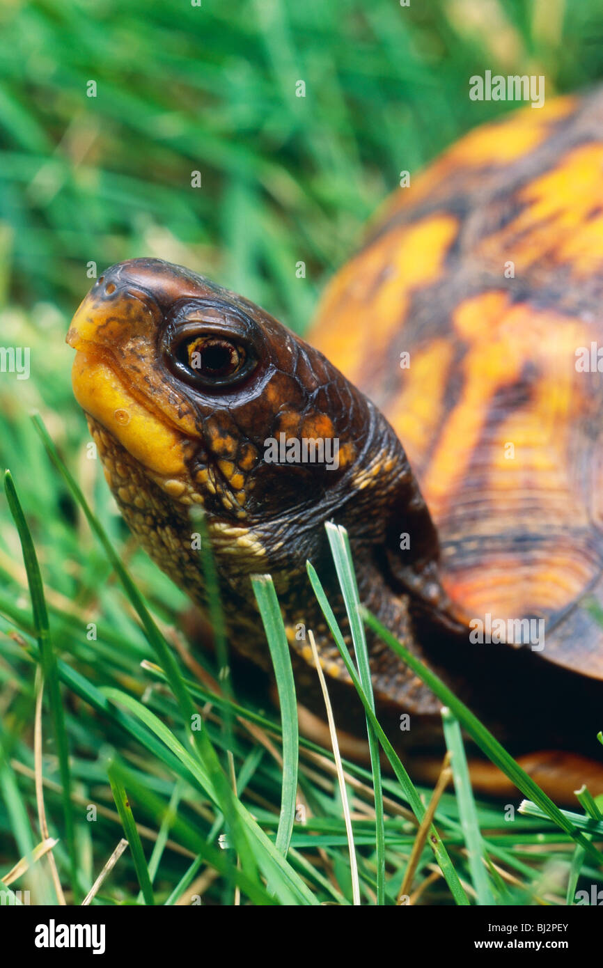 Östliche Kasten-Schildkröte (Terrapene Carolina caroline) ursprünglich aus dem Osten der Vereinigten Staaten Stockfoto