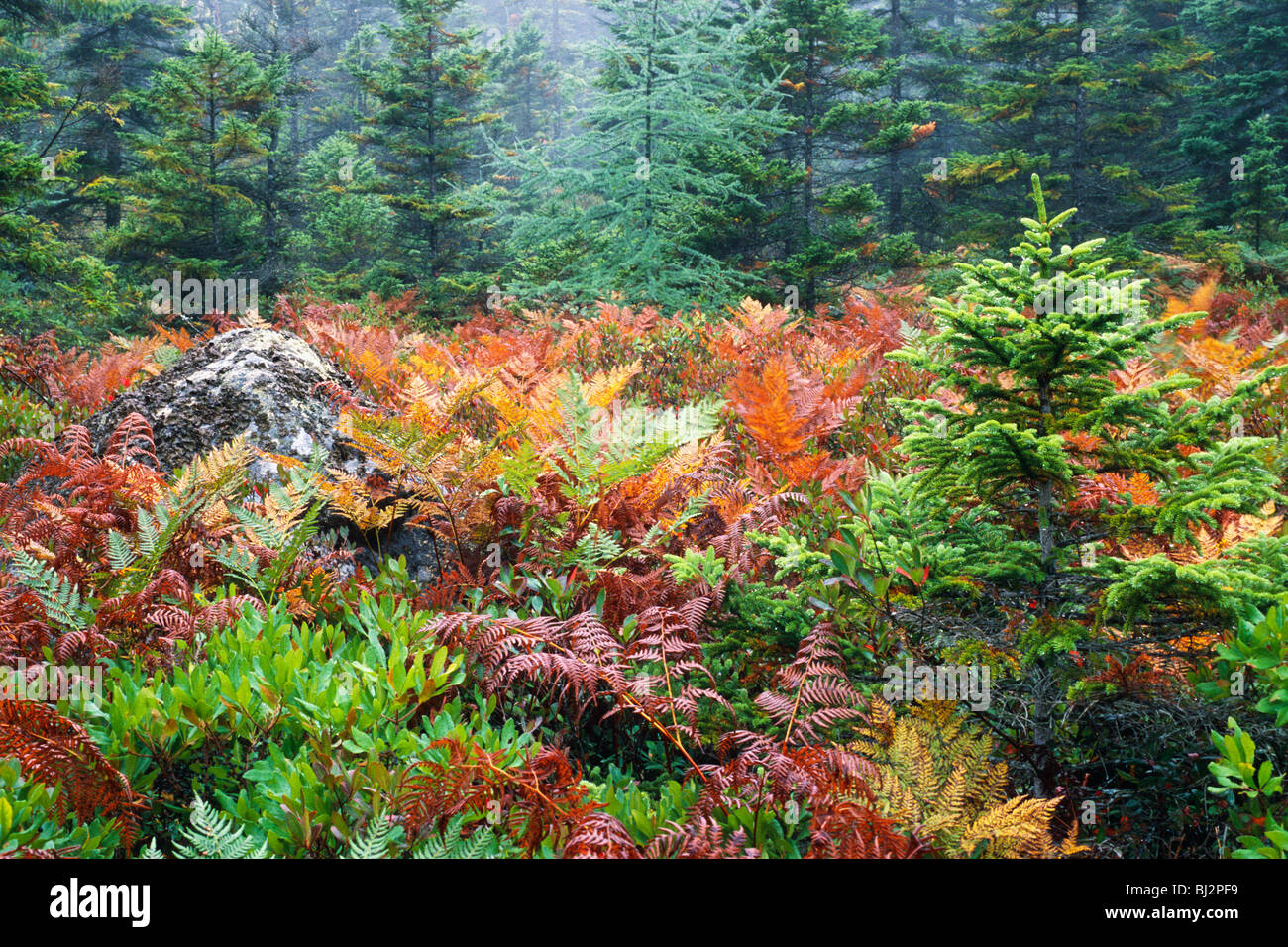 Farne gefärbt bis zum frühen Herbst im Acadia National Park im US-Bundesstaat Maine Stockfoto