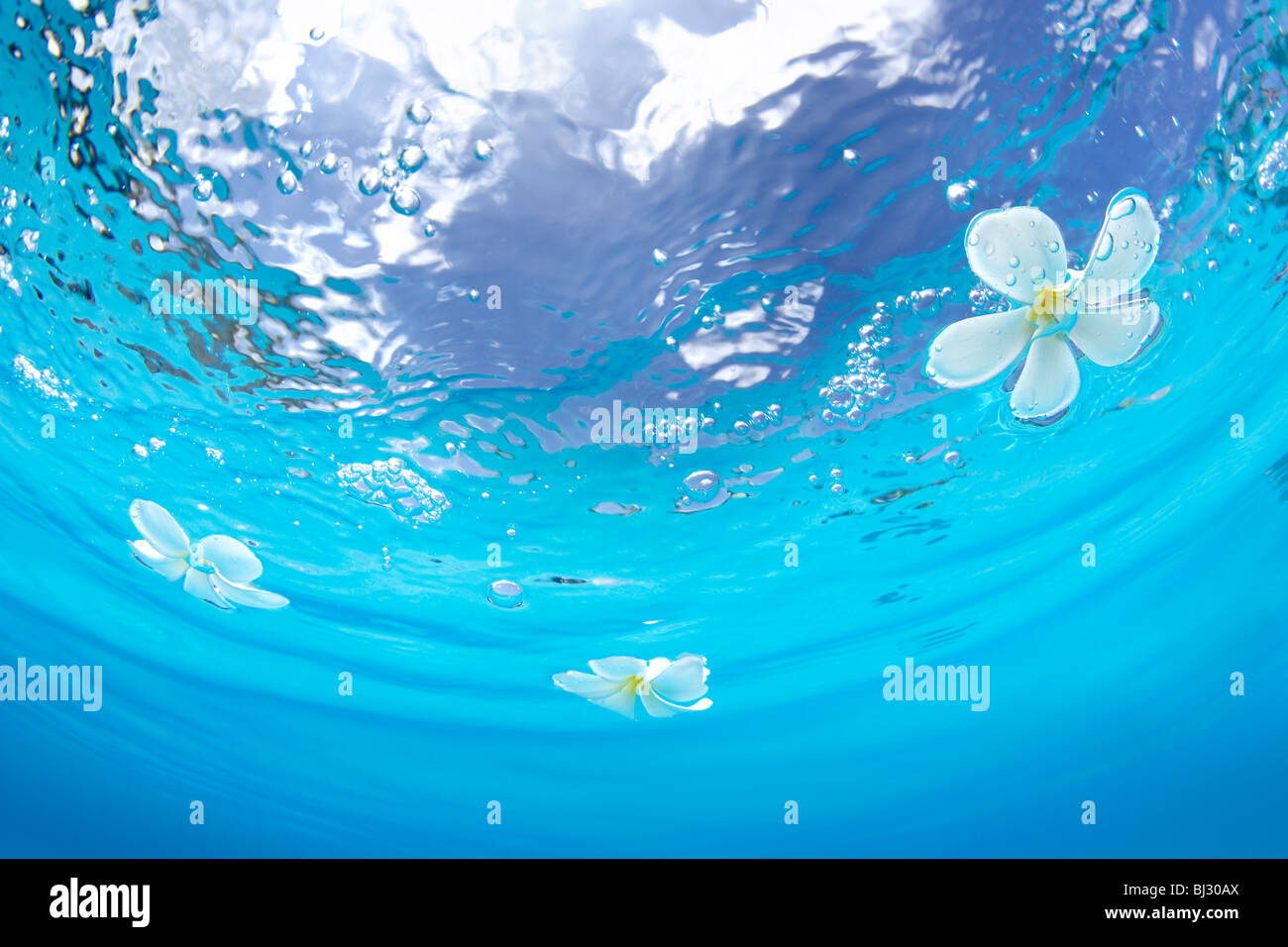 Plumerias schwimmt auf dem Wasser Stockfoto
