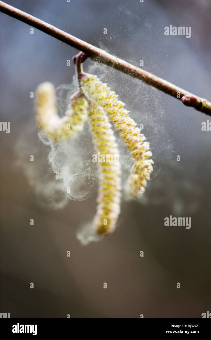 Corylus avellana. Gemeinsame Hazel palmkätzchen lösen Pollen im Frühjahr. Großbritannien Stockfoto