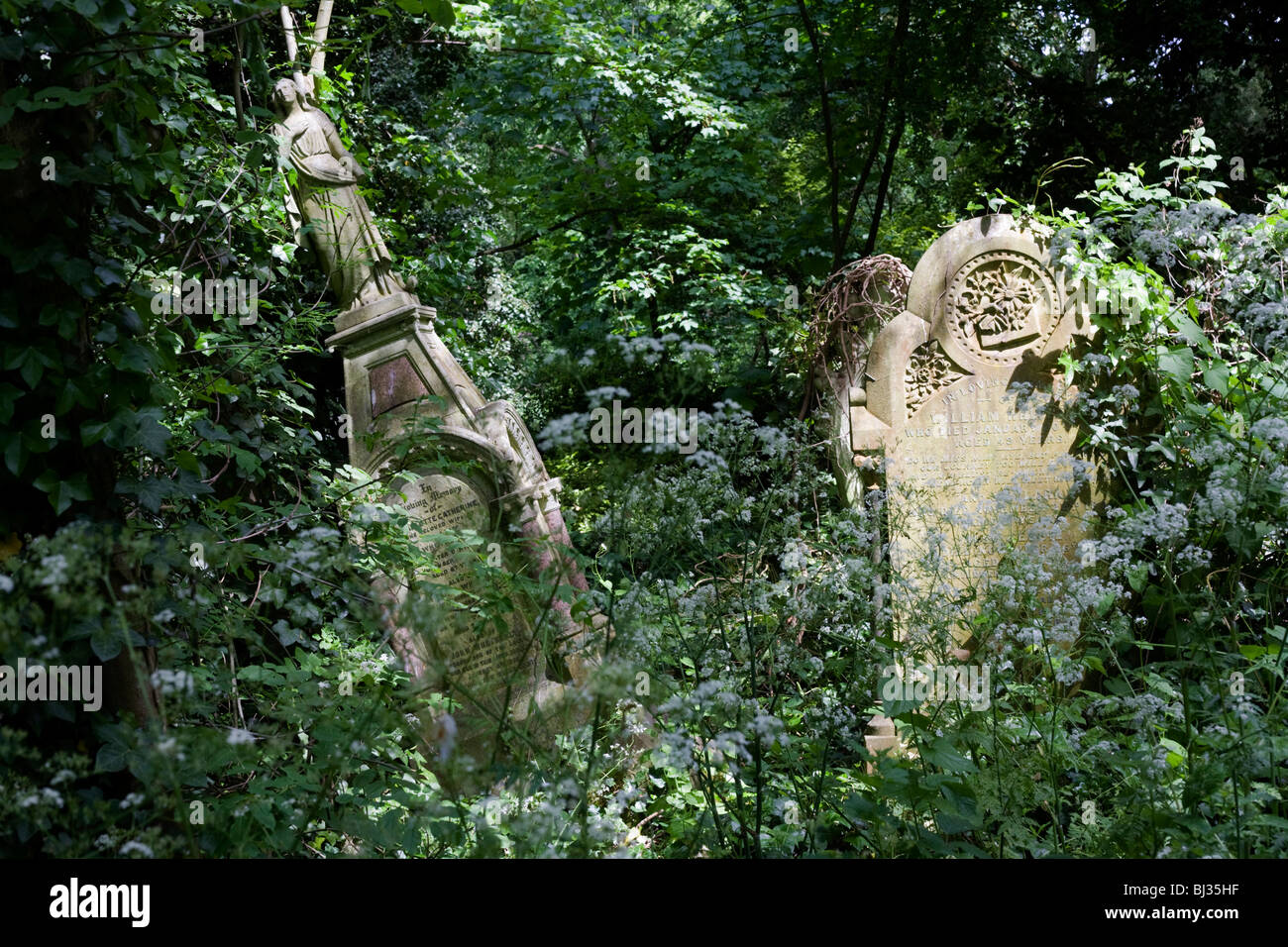 Efeu Unterholz in Nunhead Friedhof, überwucherte Gräber und Grabsteine unterliegen. Stockfoto