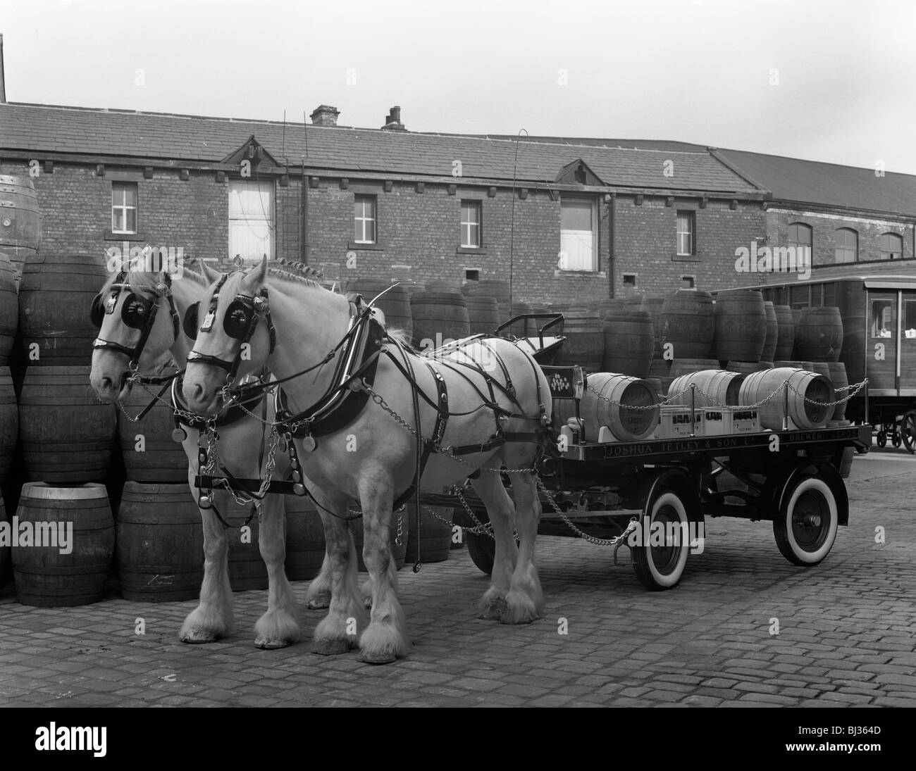 Tetley Shire Pferde und Dray, Joshua Tetley Brauerei, Leeds, West Yorkshire, 1966. Künstler: Michael Walters Stockfoto Tetley Shire Pferde und Dray, Joshua Tetley Brauerei, Leeds, West Yorkshire, 1966. Künstler: Michael Walters Stockfoto