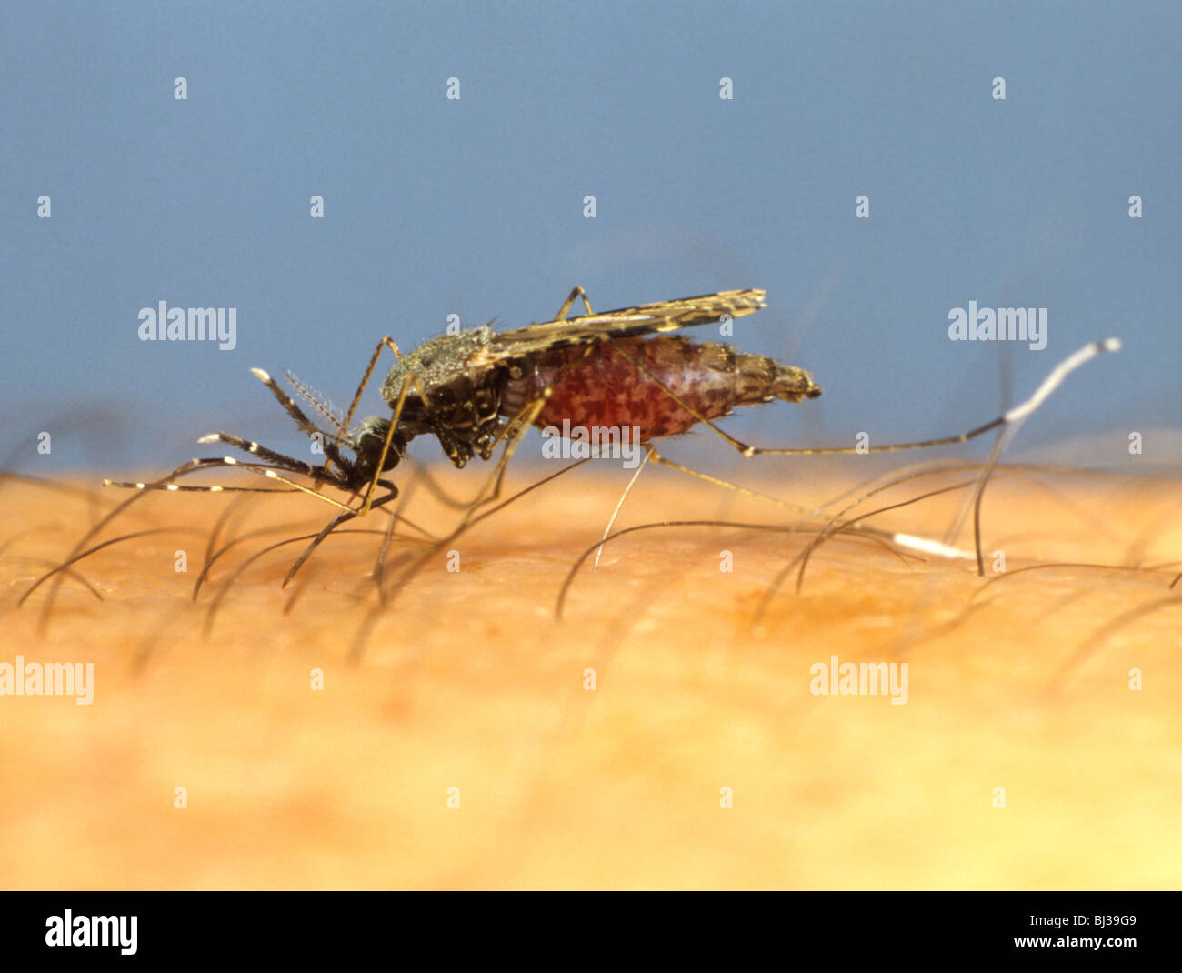 Südamerikanische Malaria Vektor Moskitos (Anopheles Albimanus) ernähren sich von menschlichen arm Stockfoto