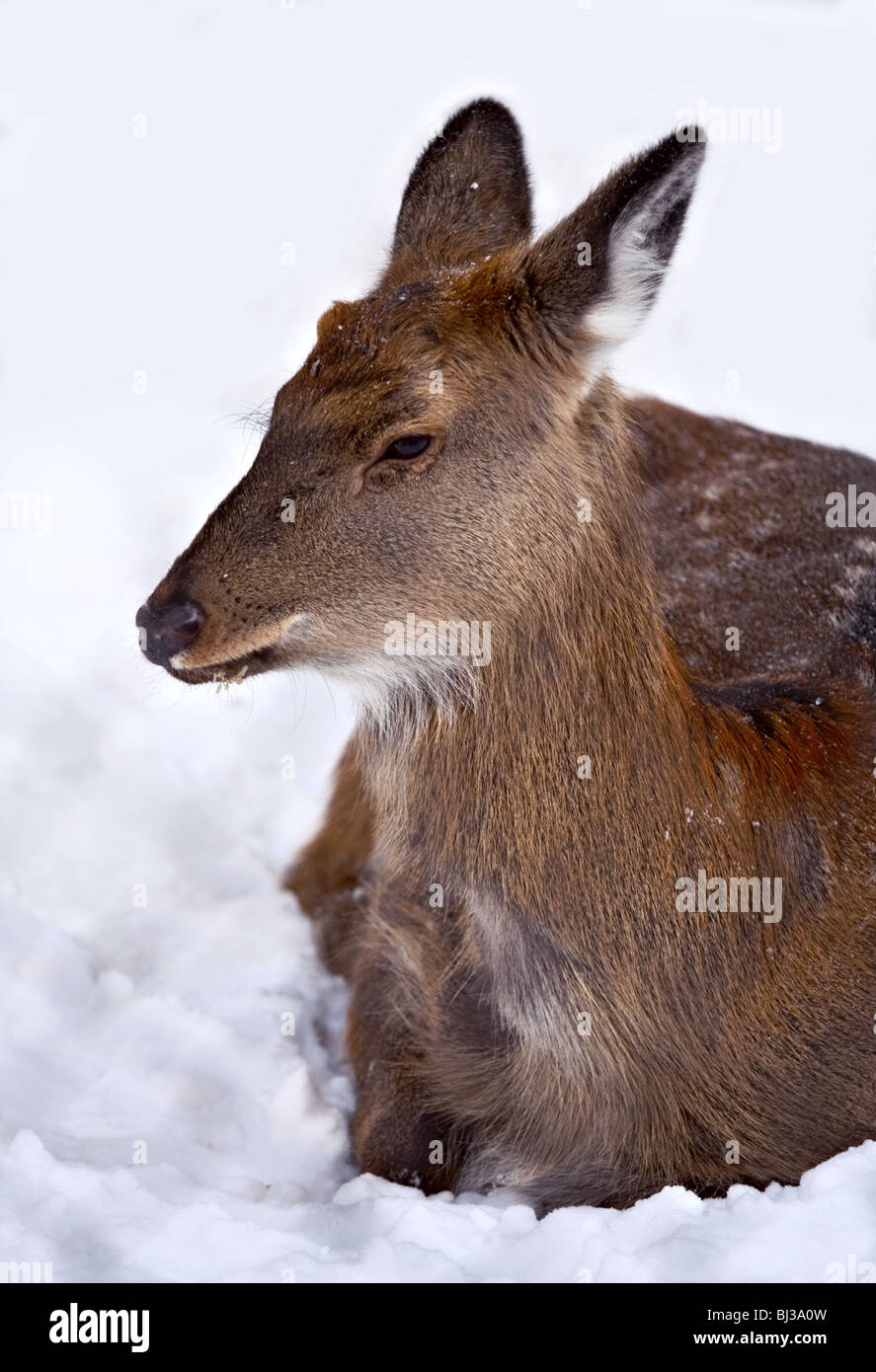 Gibt es Doe-Hirsch liegend auf den Schnee Stockfoto