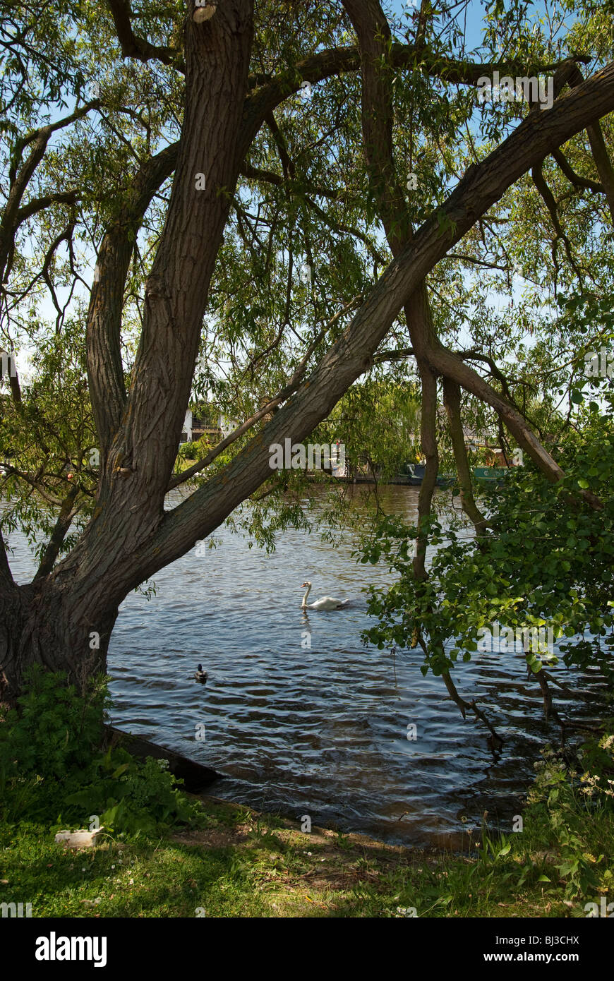 Baum am Ufer Rahmung Schwan und Ente Themse bei Walton Stockfoto