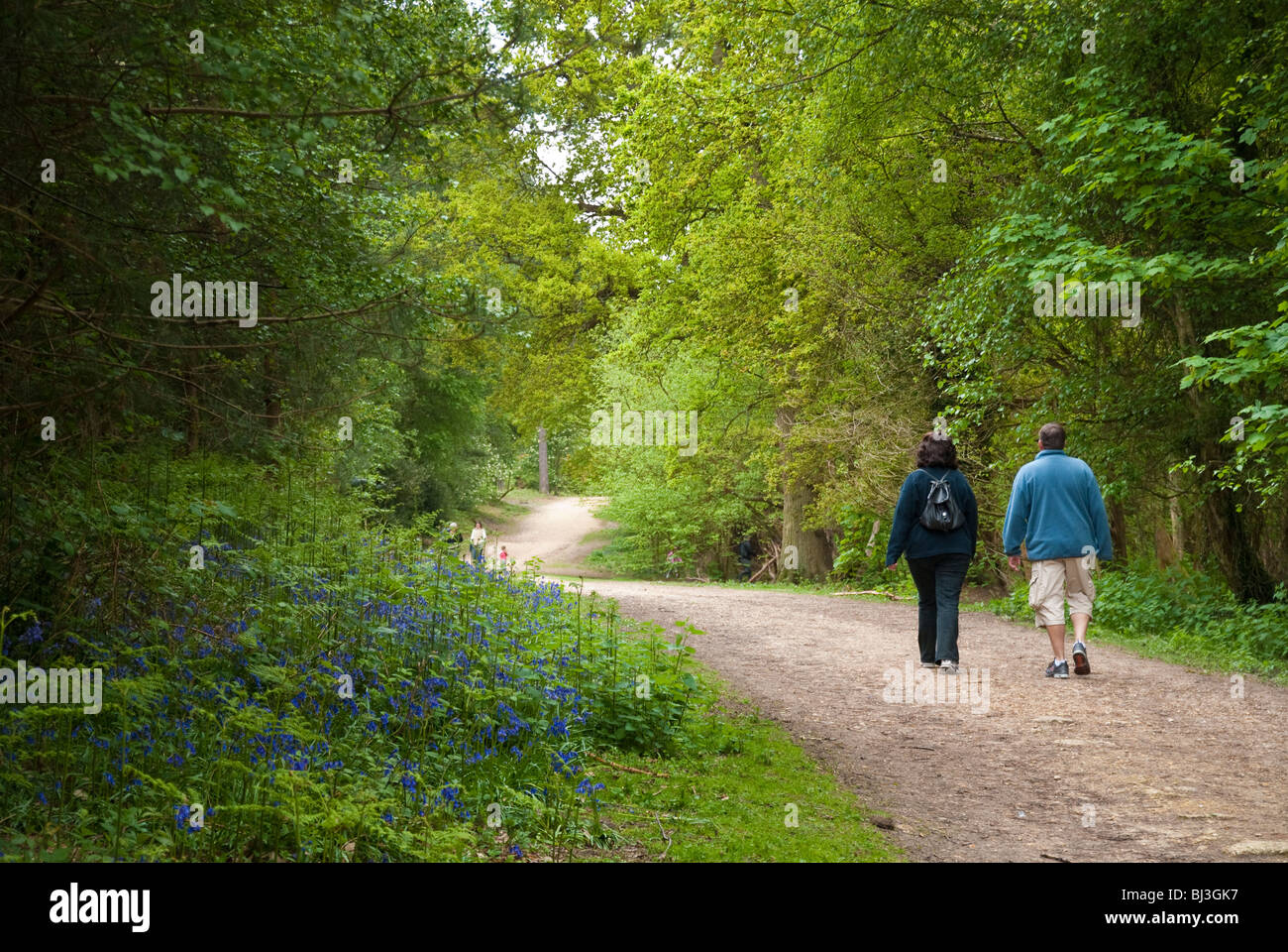 zwei Erwachsene, die zu Fuß auf Wanderweg im Wald vorbei an Glockenblumen Stockfoto