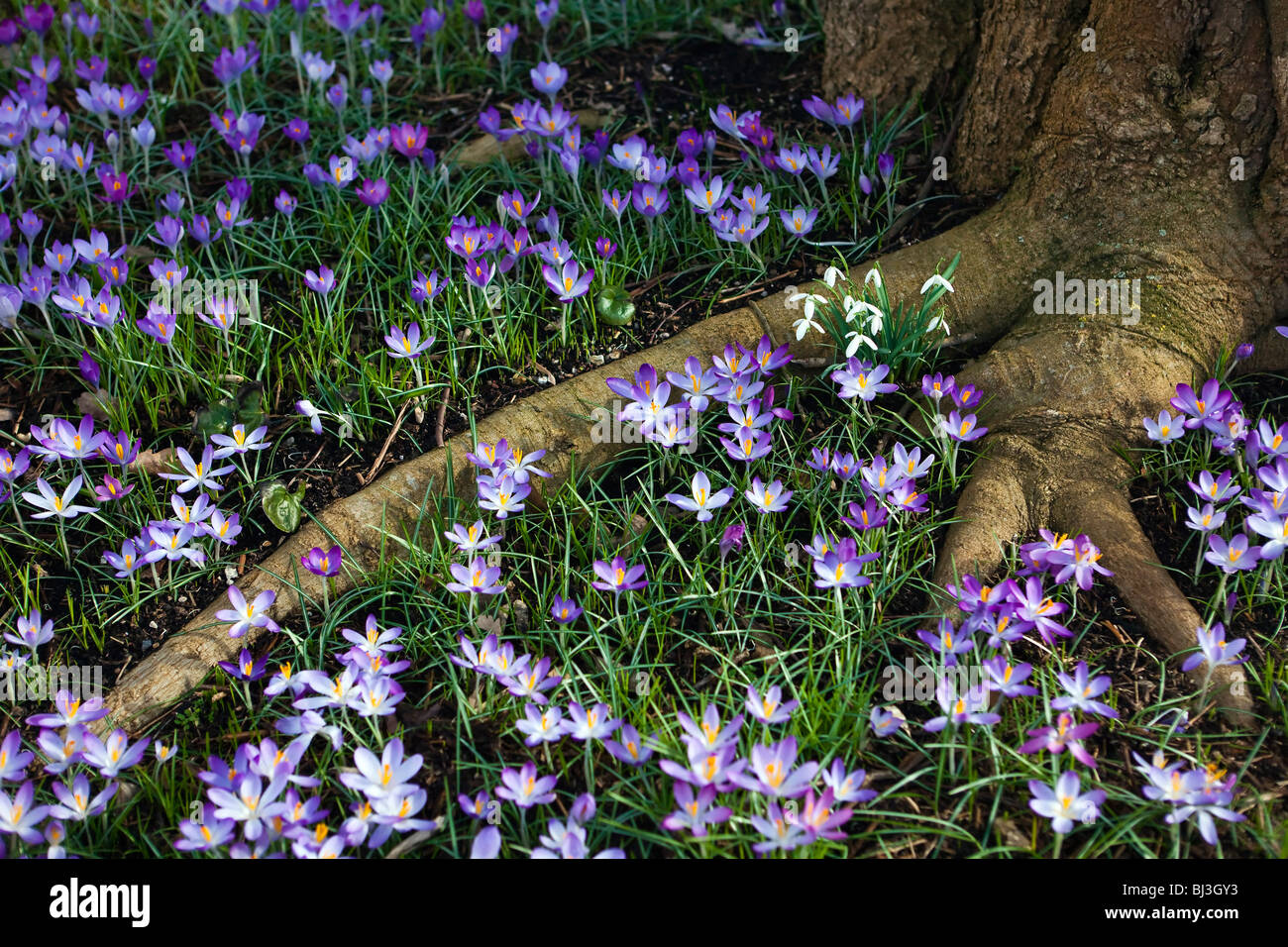 Krokusblüten und Schneeglöckchen um eine Baumwurzel in Kew gardens Stockfoto