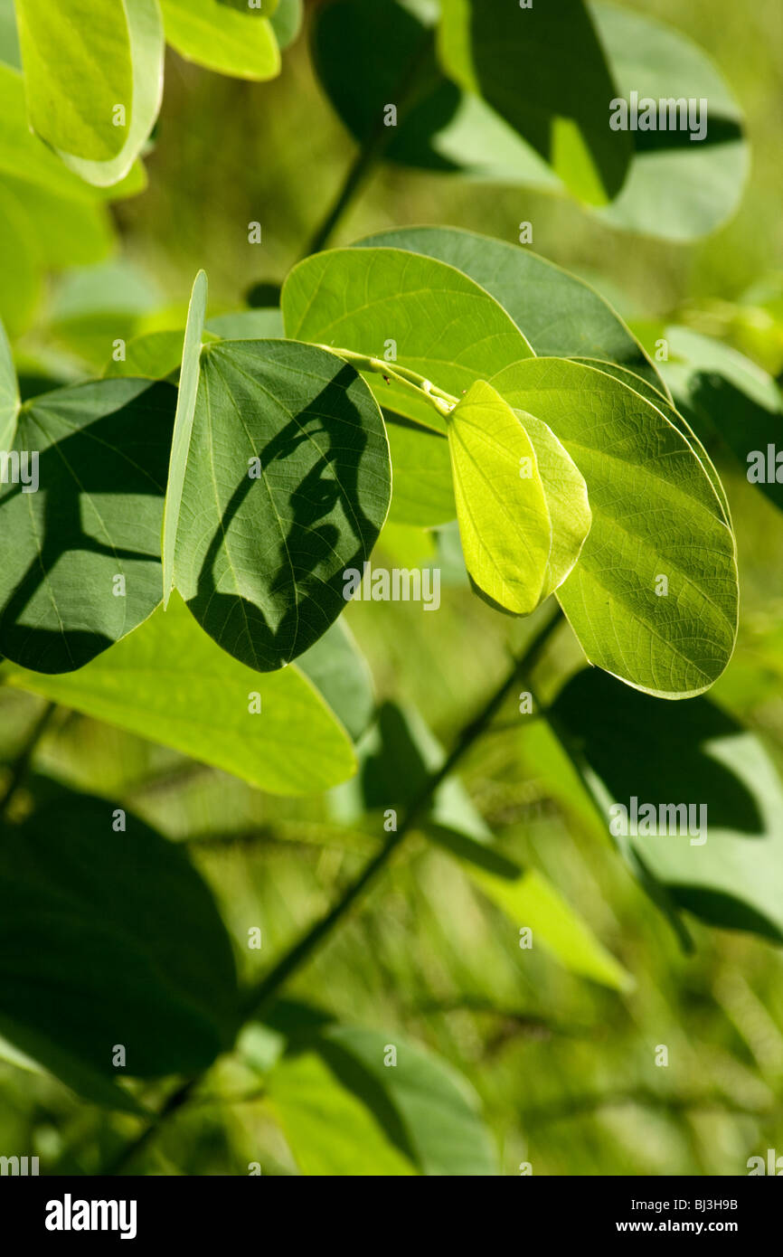 Brasilianische Orchidee Baum (Bauhinia Forficata) Stockfoto