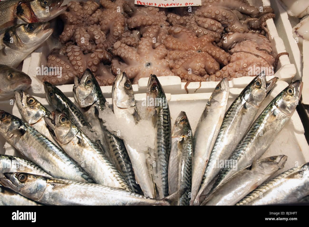 Fisch, Ambrogio Markt, Florenz, Toskana, Italien, Europa Stockfoto