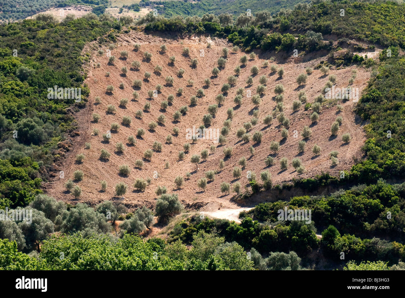 Neu errichtete Olive Plantage in der Nähe von Paleochora, Kreta, Griechenland, Europa Stockfoto