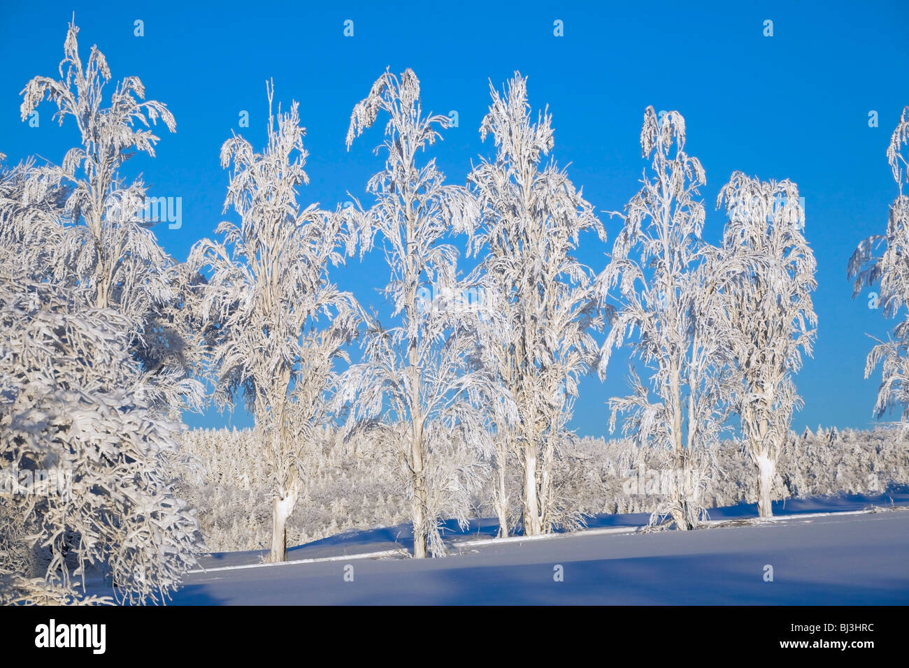 Verschneite Bäume, Winter, Kanada Stockfoto