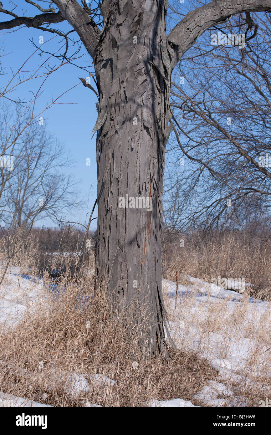 Shagbark Hickory Baum Carya Ovata Osten der Vereinigten Staaten Stockfoto