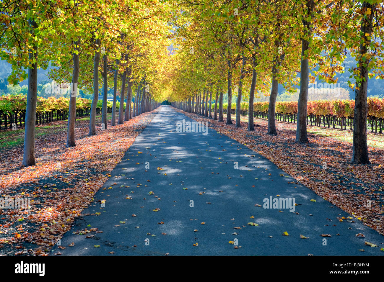 Von Bäumen gesäumten Straße mit Trauben Weinberg in Herbstfarben. Napa Valley, Kalifornien. Stockfoto