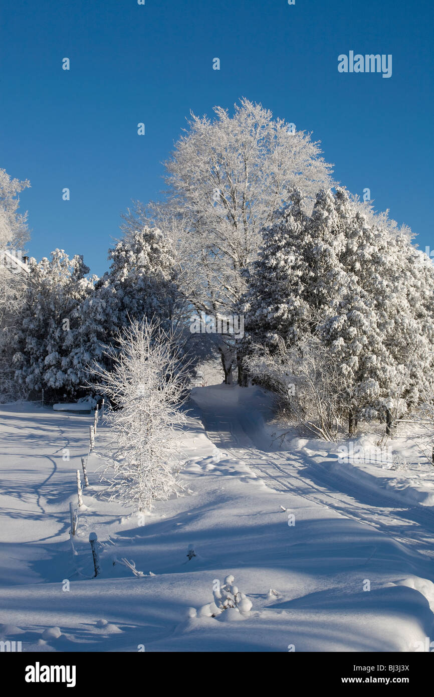 Schneelandschaft im Winter, Kanada Stockfoto