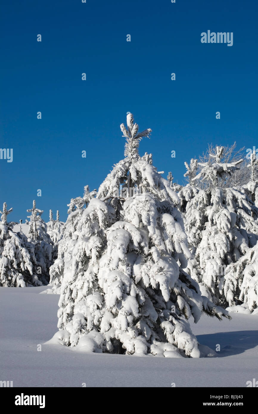 Verschneite Bäume im Winter, Kanada Stockfoto