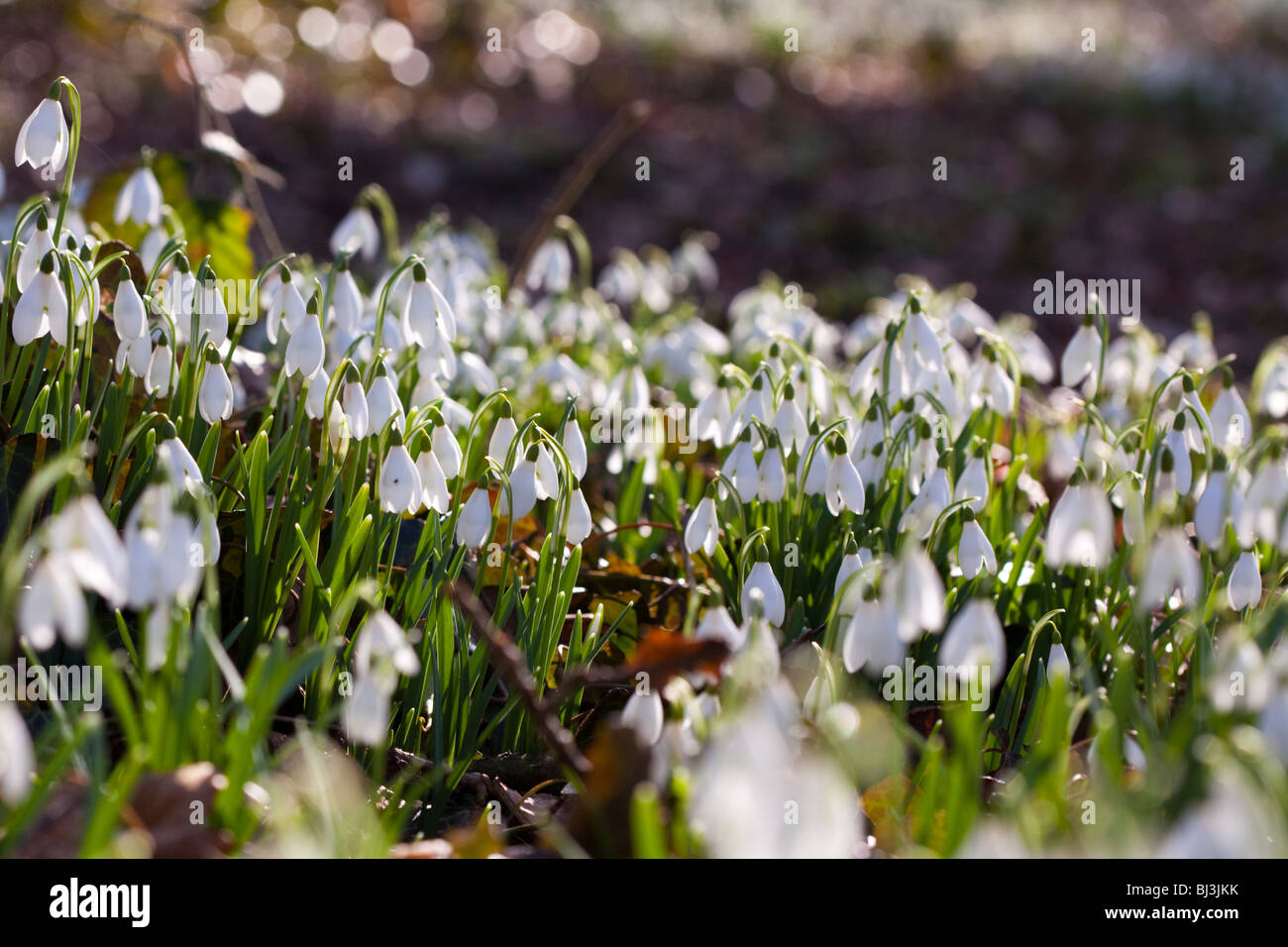 Schneeglöckchen im Frühlingssonne auf diese schönen Blumen, weiße Knospen auf grünen Stängel Stockfoto