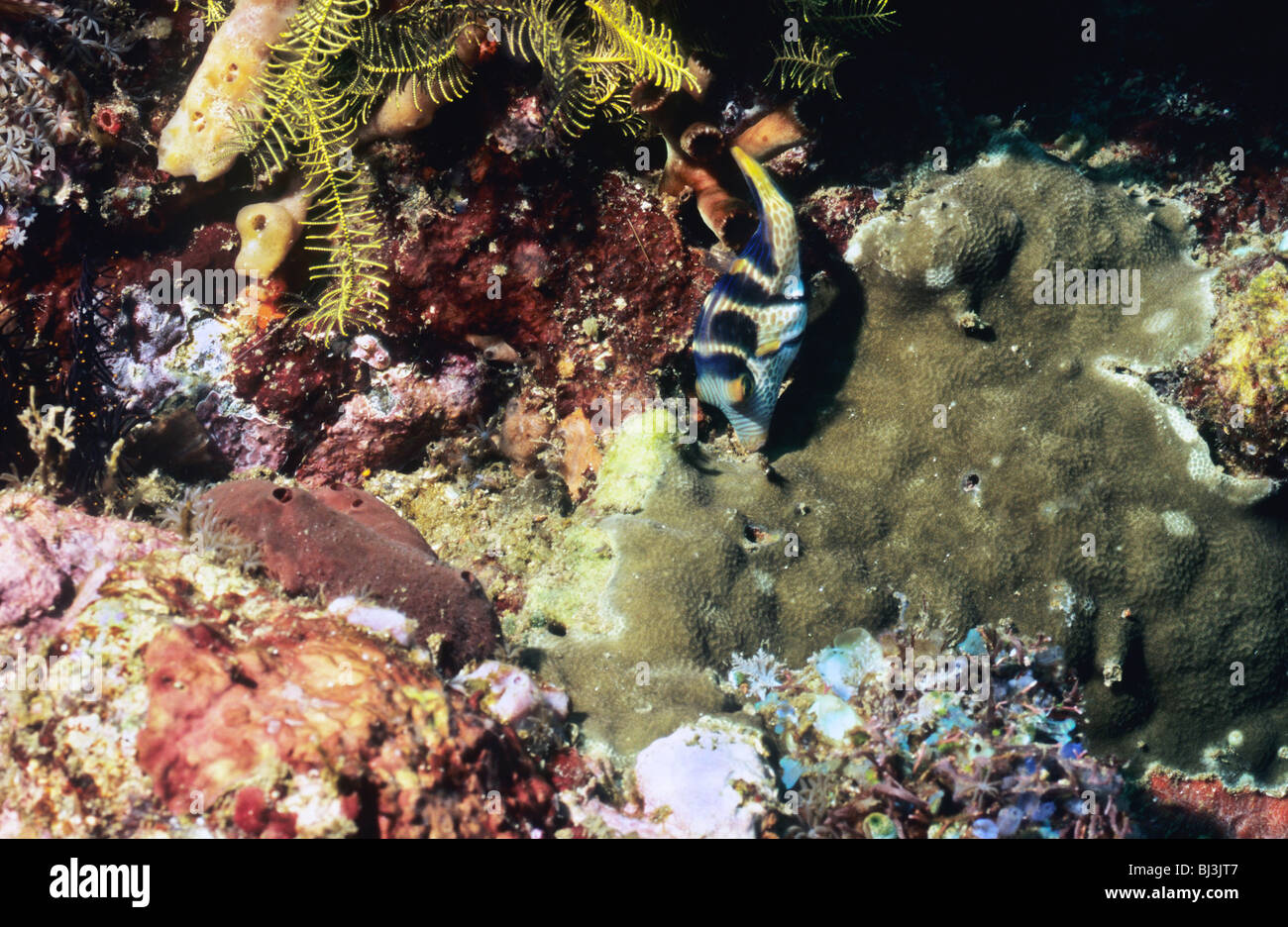 Schwarz gesattelt Toby. Canthigaster Valentini. Unterwasser in der Flores See Komodo National Park. Indonesien. Leben im Meer. Stockfoto
