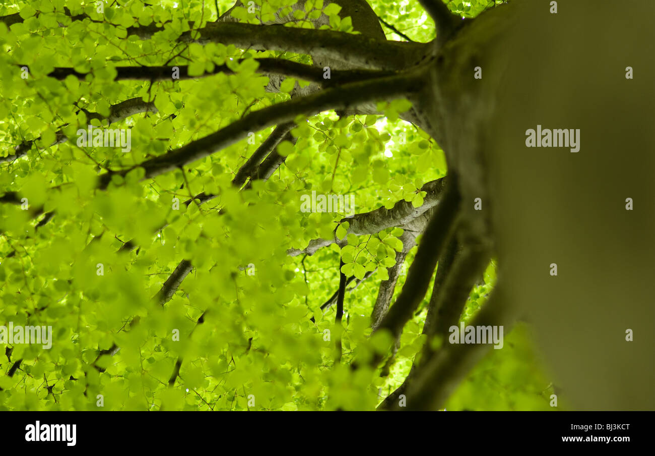 Grüner Baum Blätter. Stockfoto