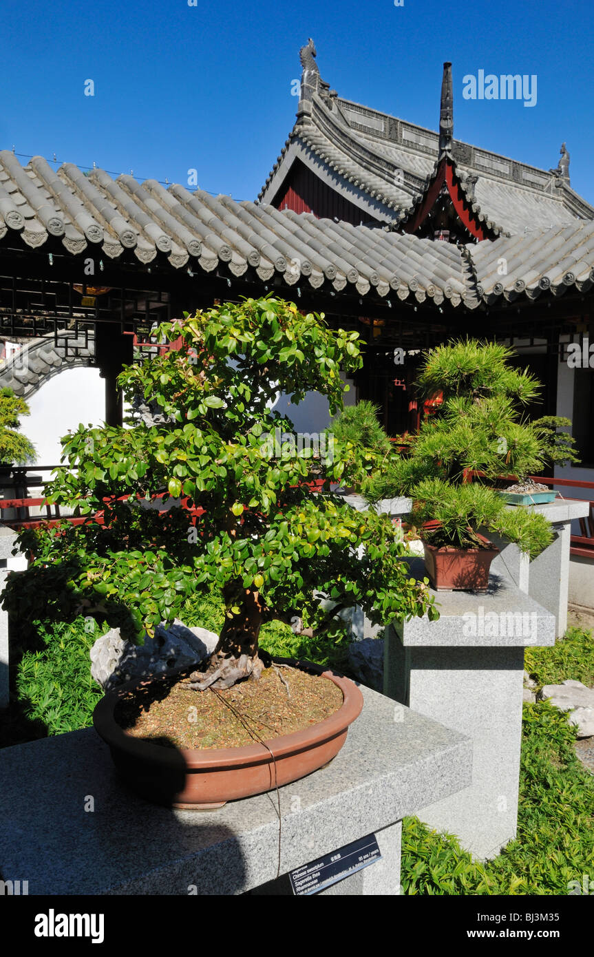 Bonsai sammlung Fotos und Bildmaterial in hoher Auflösung Alamy