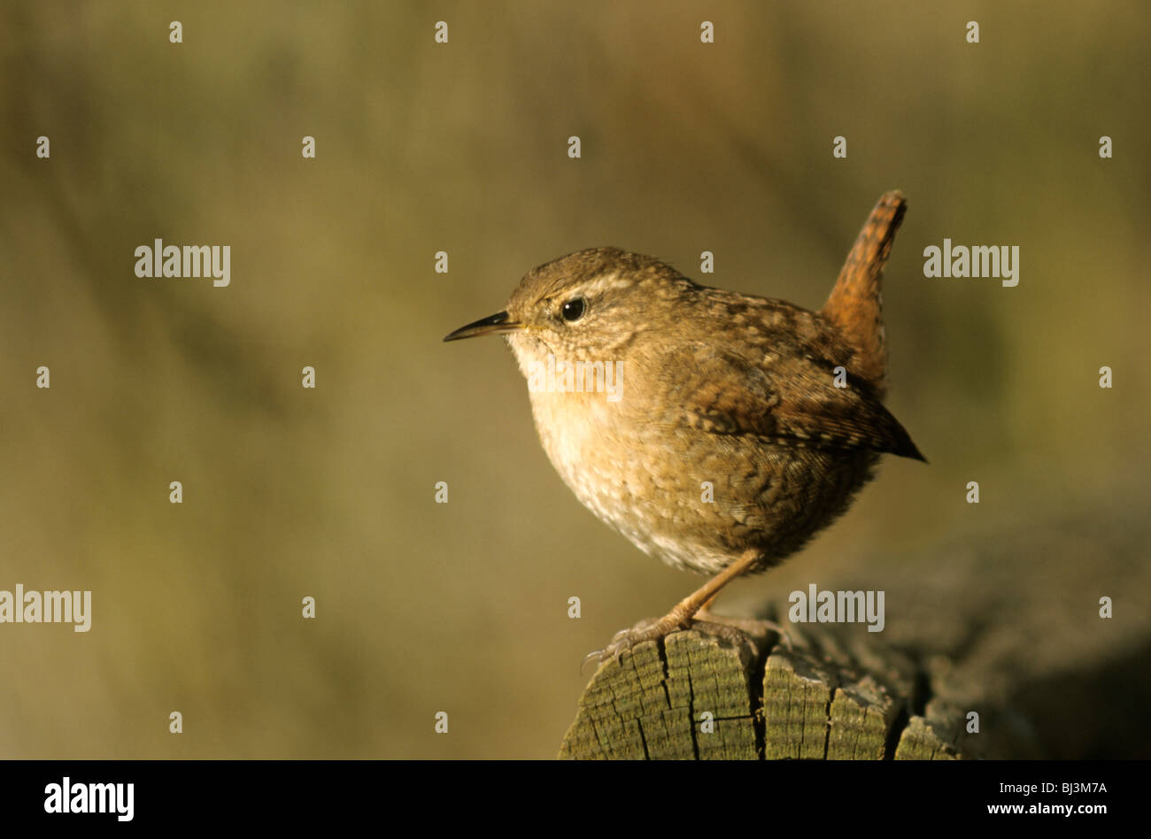 Winter Wren oder nördlichen Zaunkönig (Troglodytes Troglodytes) an den Futterplatz Stockfoto