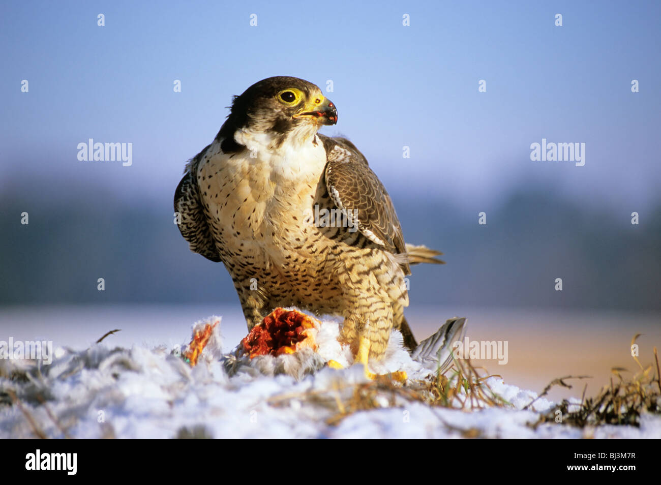Wanderfalke (Falco Peregrinus) Weibchen fressen auf eine Taube Stockfoto