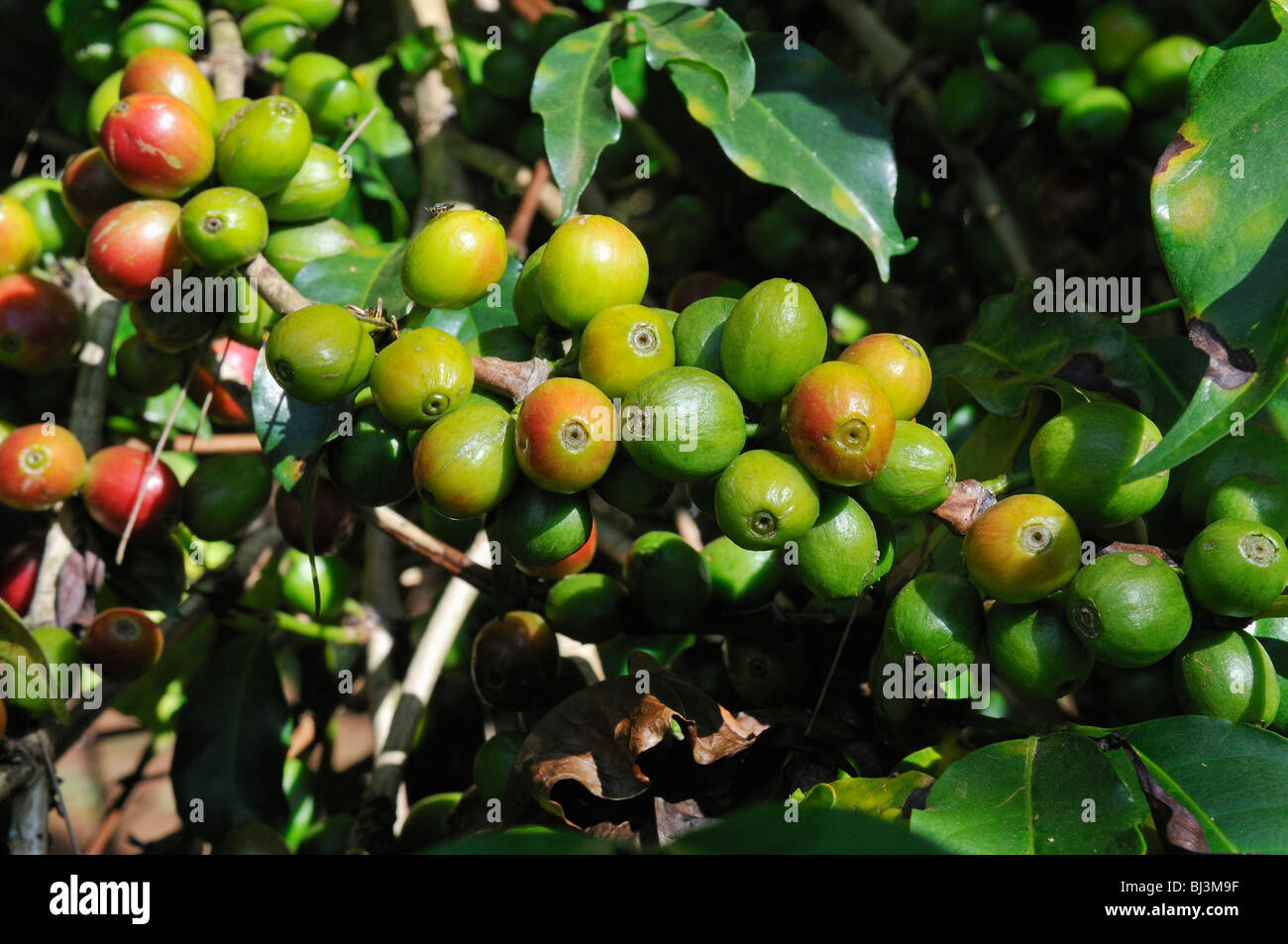 Reife und unreife Kaffeebeeren wachsen auf einem Baum, Jimma, Kaffa Region, Bono, Äthiopien, Afrika Stockfoto