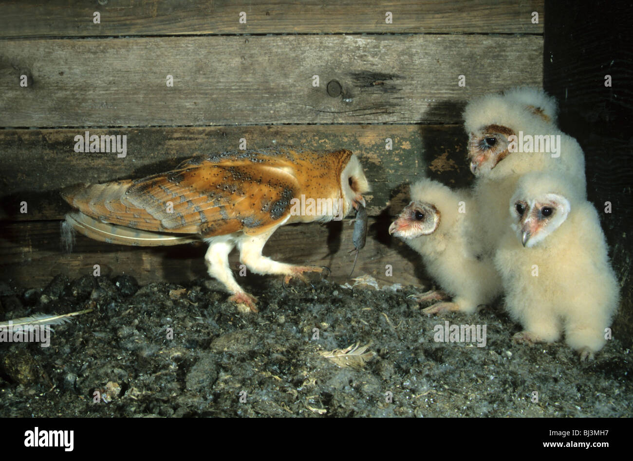 Schleiereule (Tyto Alba) eine Maus an ein Jungvogel übergeben Stockfoto