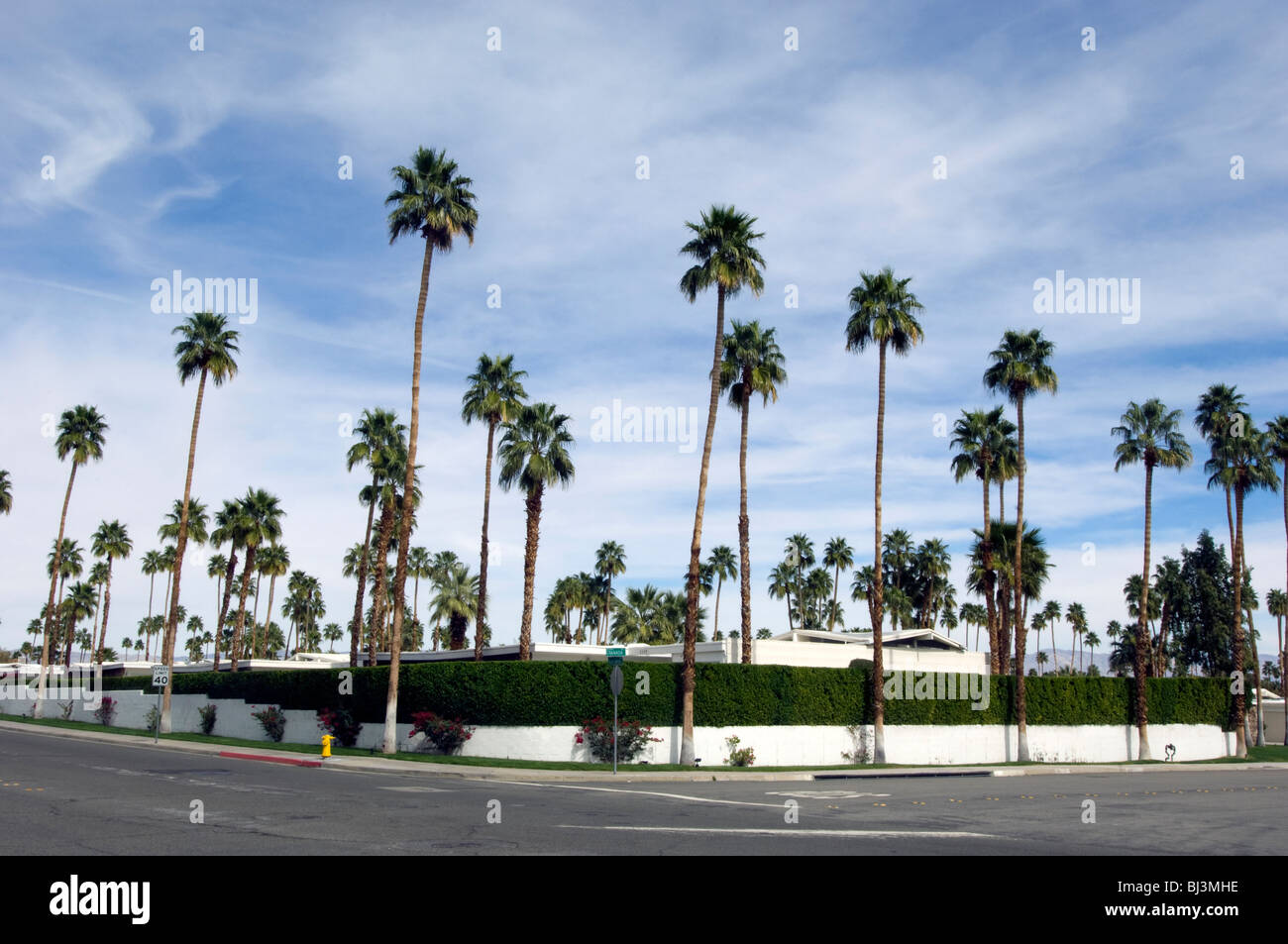 Palmen in Palm Springs Stadtlandschaft Stockfoto