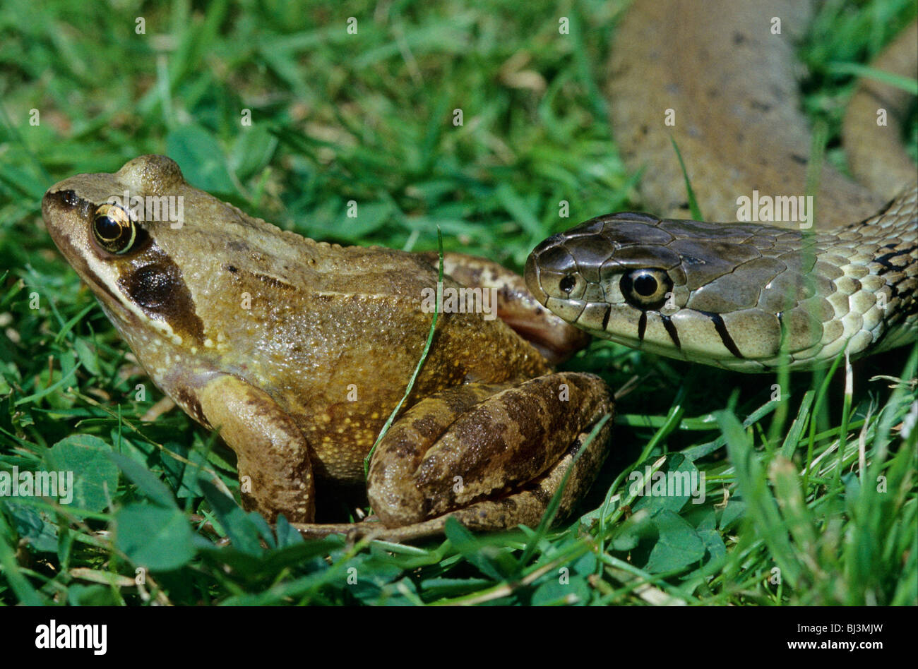 Ringelnatter (Natrix Natrix) Konfrontation mit Grasfrosch (Rana Temporaria) Stockfoto