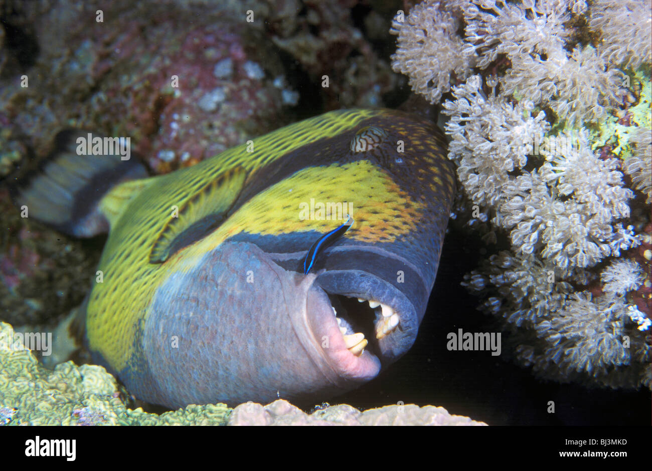 Titan-Drückerfisch (Balistoides Viridescens) am Riff "Reinigungsstation", begleitet von arabischen Cleaner Wrasse, Rotes Meer Stockfoto